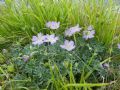 Geranium argenteum